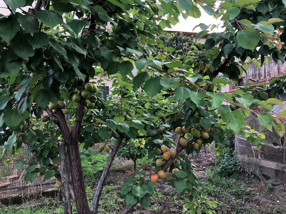 Bed and Breakfast Il Giardino Di Nonno Agostino Castellammare di Stabia Exteriér fotografie